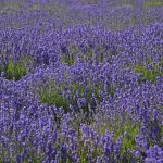 Pelindaba Lavender Farm