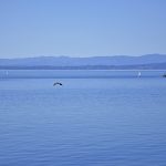 Eagle in Haro Strait