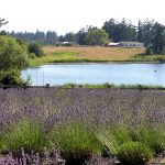 Percich Pond from Pelindaba Lavender Farm